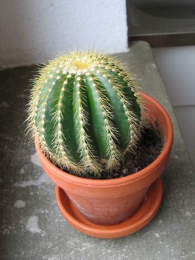 Cuidados del cactus: Cuidados del cactus macetas