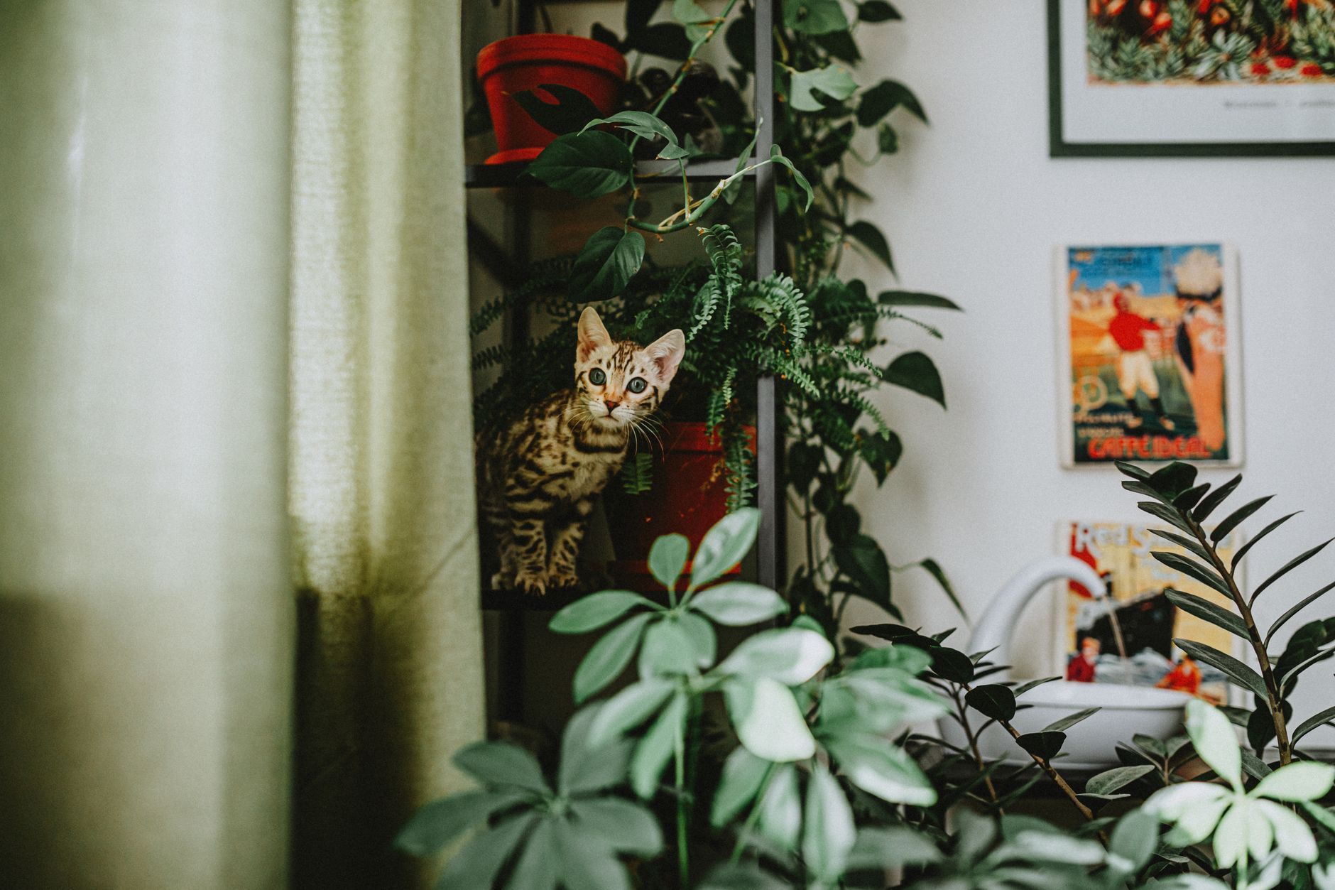 Rincones con Vida: Cómo Crear un Espacio Multifuncional para tus Mascotas y Plantas